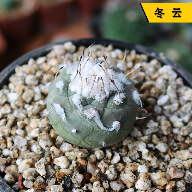 实生开花出云萝卜根冬云娇丽