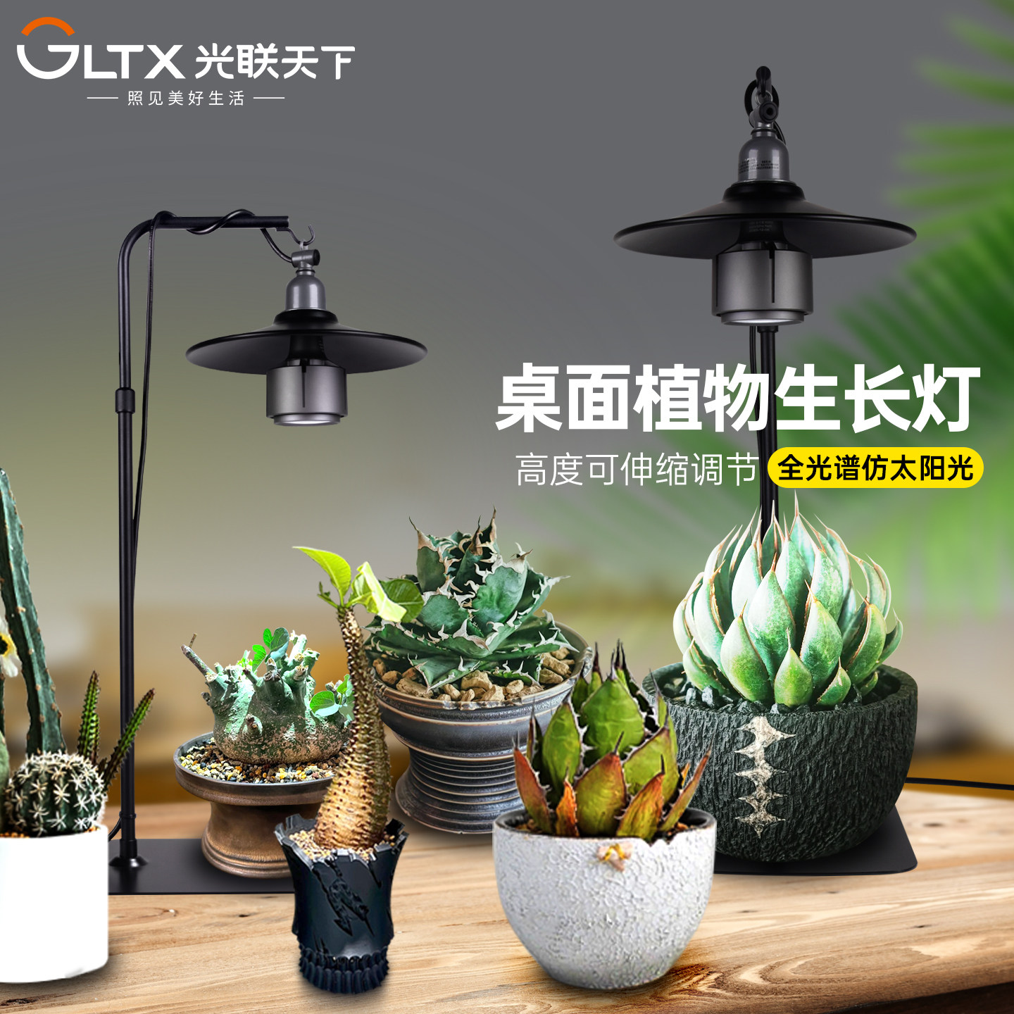 块根龙舌兰仙人球龟甲龙用补光灯图片