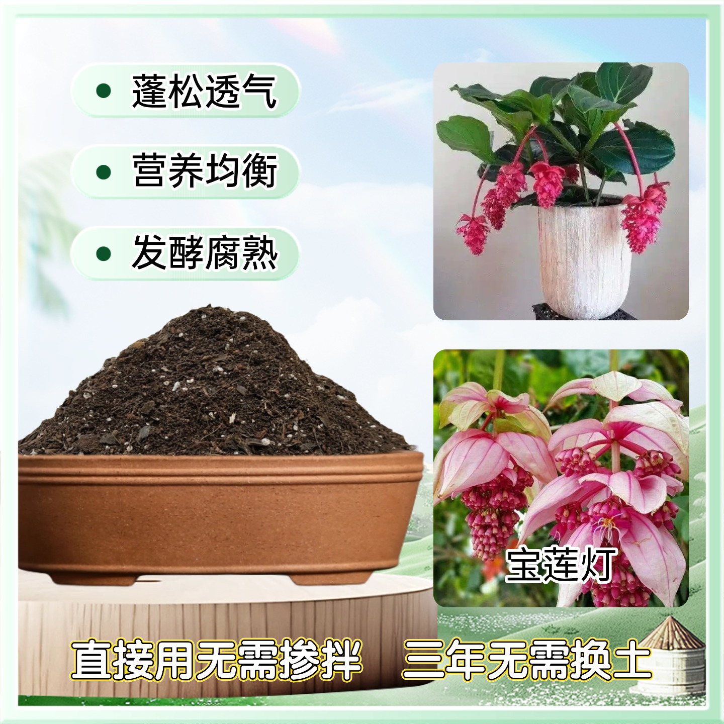 宝莲灯盆栽营养椰砖花土翻换种植