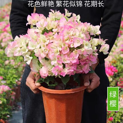 三角梅盆栽带花发货绿樱四季开花新品种卡亚塔爬藤老桩苗漳红樱