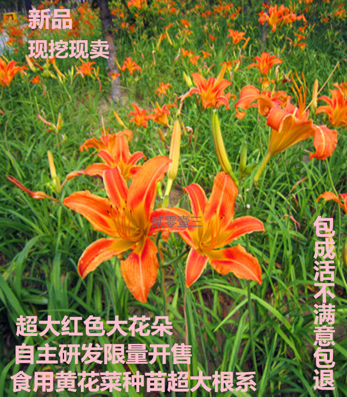 新品黄花菜种苗红色超大花朵黄花菜根黄花菜金针菜苗现挖现卖限量在类目 鲜花速递/花卉仿真/绿植园艺, 花园植物/行道树/果树, 宿根/地被植物中 - 来自Buy2taobao.com提供专业的淘宝代购服务