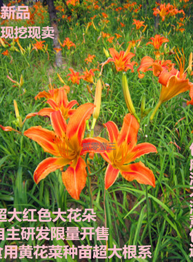 新品黄花菜种苗红色超大花朵黄花菜根黄花菜金针菜苗现挖现卖限量