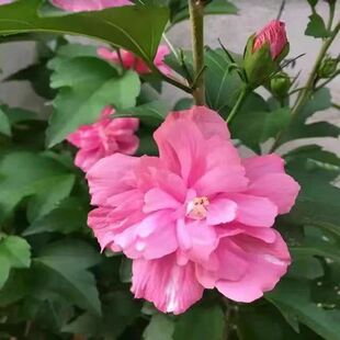 木槿花盆栽重瓣木槿棒棒糖花苗庭院绿化地栽风景树可食用木槿树苗