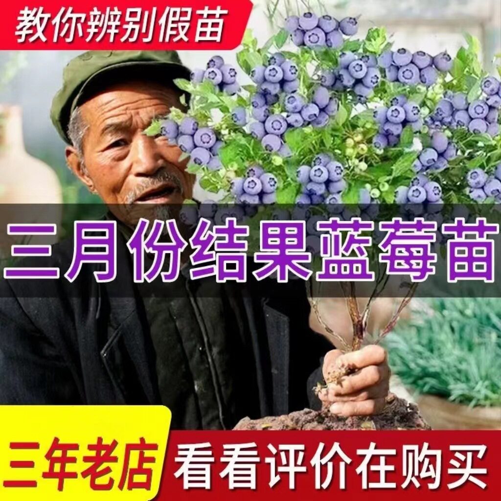 大果蓝莓树苗盆栽地栽果树苗蓝莓南北方种植阳台庭院种植当年结果