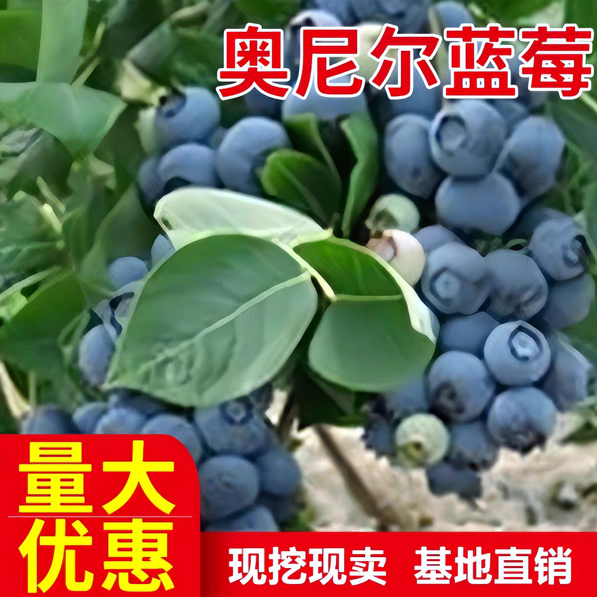 奥尼尔蓝莓苗活苗南北方室内外地栽四季阳台盆栽嫁接果树当年结果