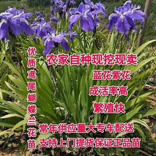 多年生德国鸢尾 水生常绿鸢尾 蝴蝶兰苗耐热耐寒河道绿化花镜造景