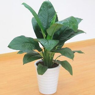 绿巨人绿植盆栽室内客厅大型观叶观赏植物四季