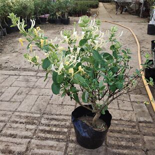 红白金银花盆栽盆景食用药用花卉地栽树苗阳台室外爬藤浓香型四季