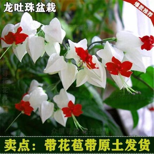 龙吐珠花盆栽花卉观花植物室内花客厅吸某醛四季开花浓香型办公室