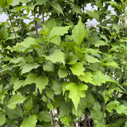 潮汕白银花 宝宝食用白槿花白花木槿 重瓣白木槿 新鲜白锦花枝叶