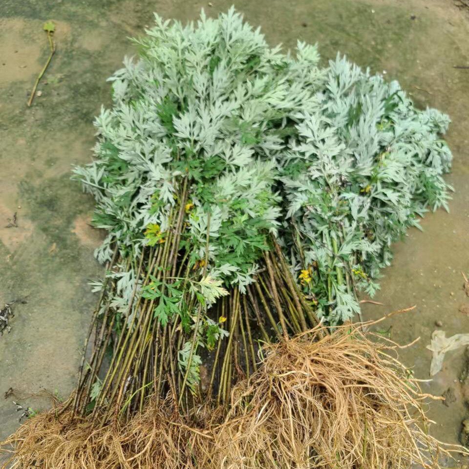 小叶艾草新鲜五月艾整棵带根食用泡脚月子洗头正艾材老艾 - 实物图
