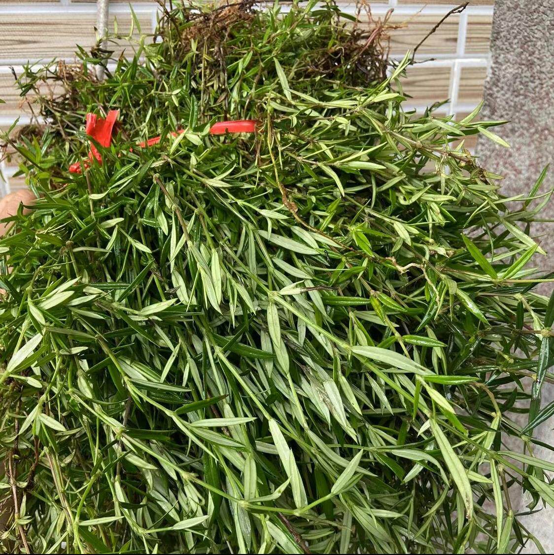 乌骨蛇舌草新鲜山尖黑骨潮汕中号本地四方枝山蛇舌山蛇尖中草药