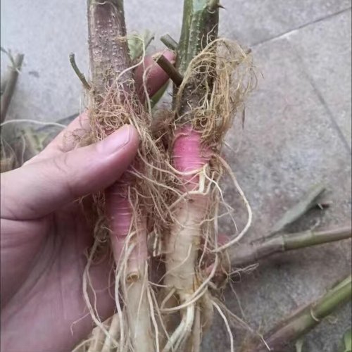 野刺苋根新鲜  红刺苋根  刺苋根 刺苋头 刺苋菜 苋菜头 刺簕头根