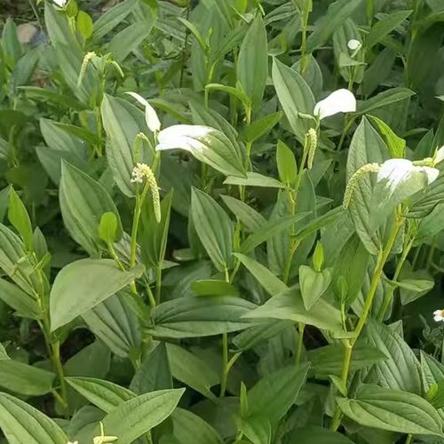 潮汕青草药三白草白水鸡塘边藕水荖臭荖现采新鲜全草