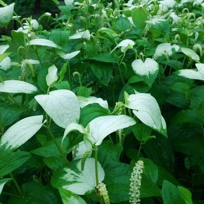 三白草新鲜白花莲过塘莲白面姑塘边藕天性草白莲藕潮汕水姥根