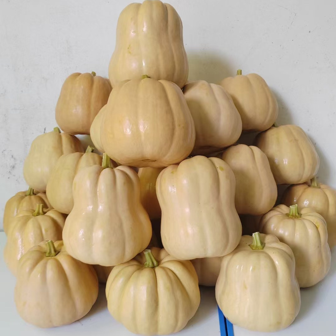 温州农家菜新鲜蔬菜糯米拉飞拉菲南瓜甜糯宝宝辅食非贝贝酒店好用