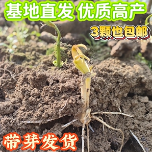 文成高山正宗糯米山药苗芽g=颗