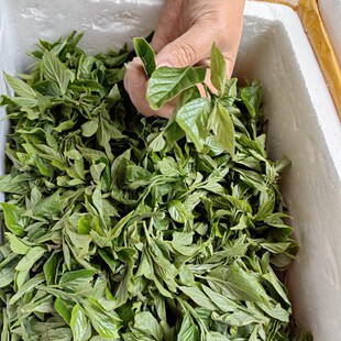 浙江温州文成高山特产野菜清风丝金刚术大青叶空心菜清凉烧汤现摘