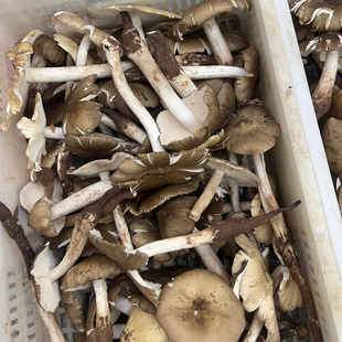 现货四川鸡纵菌斗鸡菇三塔菌1000克两斤顺丰包邮