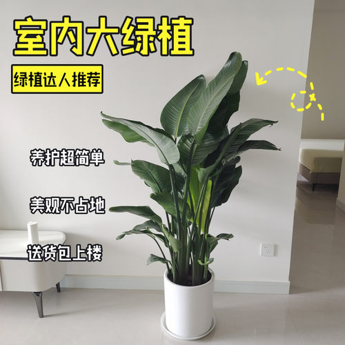 成都天堂鸟鹤望兰盆栽客厅室内高级感绿植办公室大型植物净空气