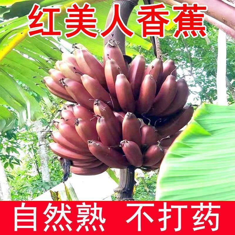 【自己家香蕉】广西正宗红香蕉美人蕉香甜新鲜水果红皮香蕉新鲜