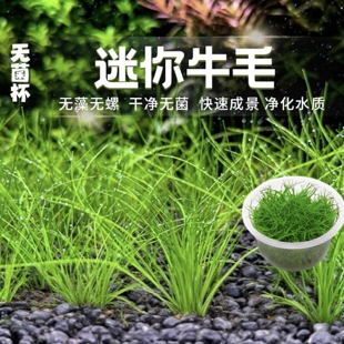 迷你牛毛草水草无菌杯水草植物鱼缸造景水草前景草净化增氧牛毛毡