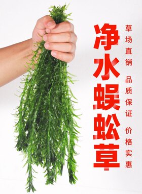 蜈蚣草绿菊鱼缸水草鱼缸造景鱼缸摆件增氧净水美化鱼缸包活