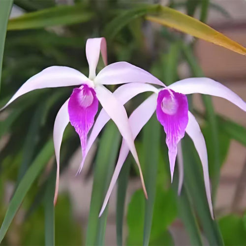 卡特兰确定花色红烟火Bc.Amethyst(B.cuculataxL.purp 室内洋兰