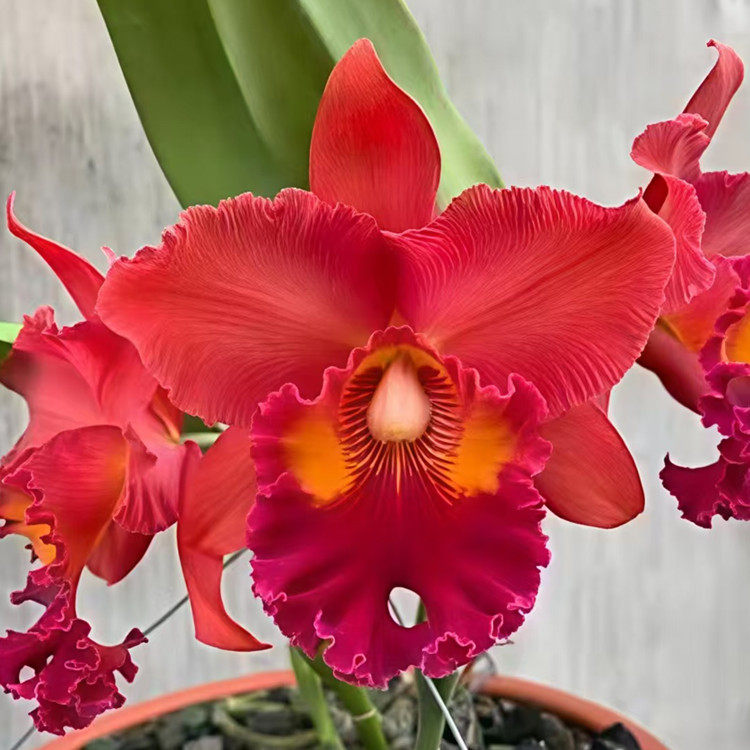 卡特兰确定花色Rlc.Nakornchaisri Red'Red Papaya红木瓜室内洋兰图片