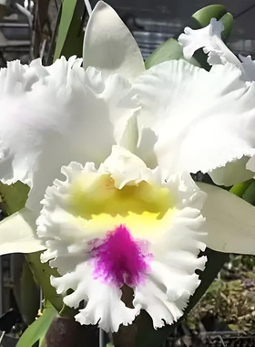 卡特兰 Rlc. Liou Hope 南球室内办公室花卉盆栽庭院客厅洋兰卧室