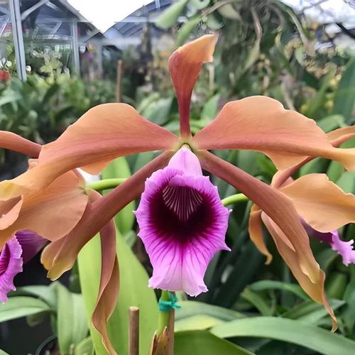 卡特兰原卡C,Laelia tenebrosa'Orange