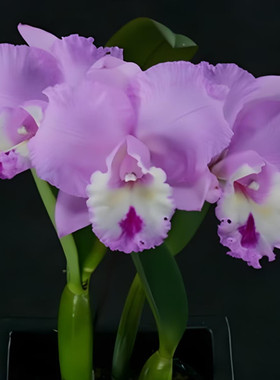 卡特兰黛安娜 Rlc. Chief Pink 'Diana'室内室外庭院盆栽花卉洋兰