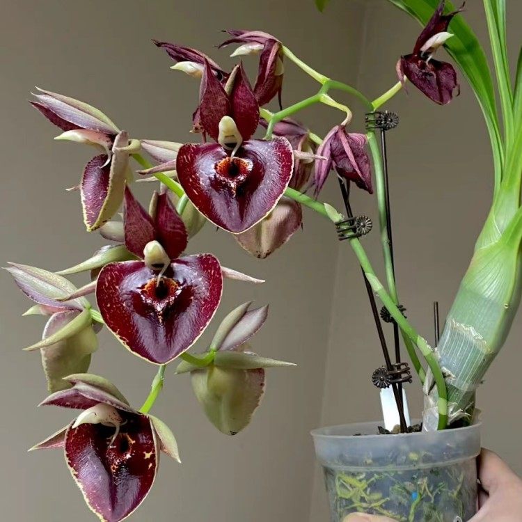 飘唇兰杰克钻石原盆连体今年开花苗室内办公室洋兰花卉绿植盆栽兰,鲜花速递/花卉仿真/绿植园艺,国兰/杂交兰/洋兰类,淘宝优惠券,粉丝福利购,淘宝优惠卷