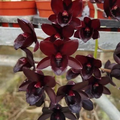 龙岩丽景兰业飘唇兰好养