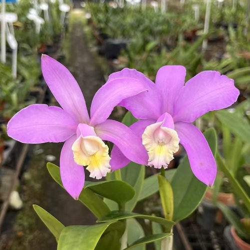 卡特兰原卡 粉色哈里森C.harrisoniae 室内办公室花卉盆栽洋兰花