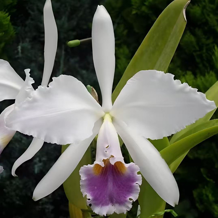 卡特兰实生苗原卡嘎斯蓝龙C.gaskelliana coerulea  x self 洋兰