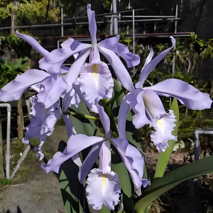 卡特兰原卡蓝马C. maxima coerulea 'Hector' x self 赫克托洋兰