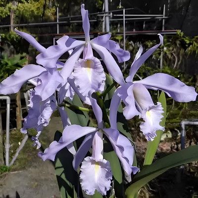 卡特兰原卡蓝马C. maxima coerulea 'Hector' x self 赫克托洋兰