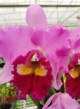 卡特兰大花 台中美人 Rlc Taichung Beauty 庆明八号室内盆栽洋兰