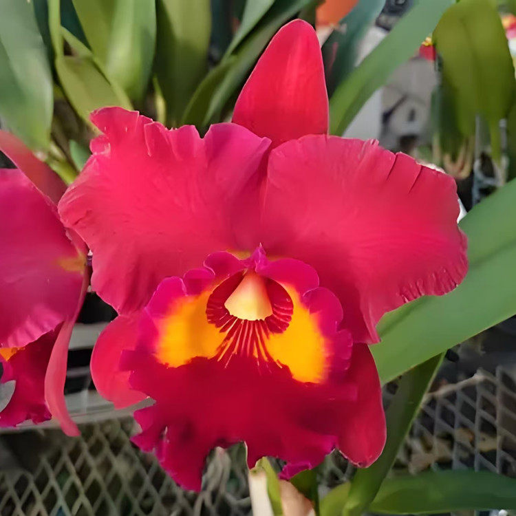 卡特兰确定花色Rlc. Chialin Red Sun红太阳绿植室内花卉盆栽洋兰图片