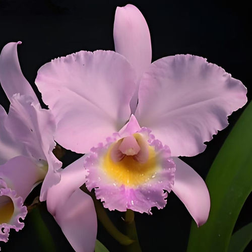 卡特兰原卡C. trianae var. concolor 'Orion'猎户座室内洋兰花卉