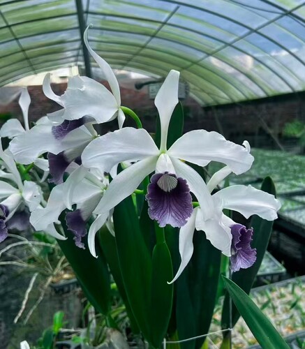 卡特兰原卡灰蓝唇确定花色C. purpurata var. werkhauseri '蓝梦'