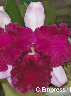 卡特兰C.EmpressofMercury'Gwo-Luen'国伦室内办公室花卉盆栽洋兰