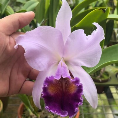 卡特兰 蓝色天堂 C. Dinard‘Blue Heaven’AM/AOS 大花洋兰花卉
