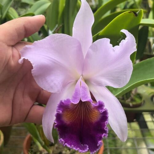 卡特兰 蓝色天堂 C. Dinard‘Blue Heaven’AM/AOS 大花洋兰花卉