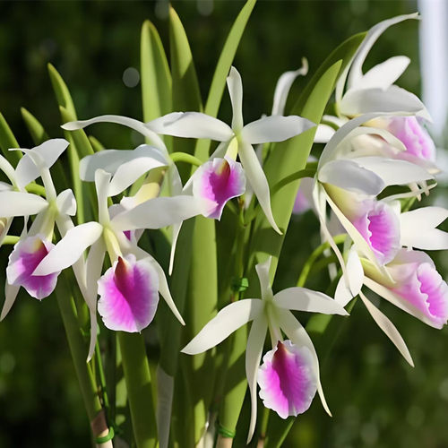 卡特兰确定花色 Bc. Katherine H.Chatham '亚历山德拉洋兰花卉