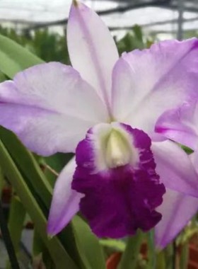 卡特兰蓝色夏威夷 C. Memoria Robert Strait 蓝插角花室内办公室