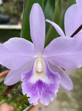 卡特兰蓝台湾Rth.Hsinying Bluejay 'Blue Taiwan'中多花室内洋兰