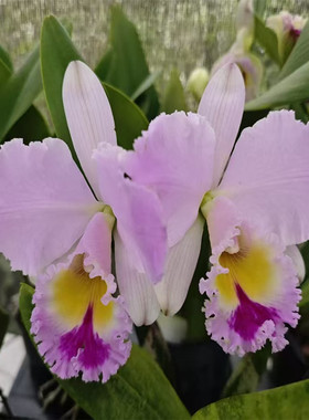 卡特兰Rlc. First Love ‘Goddess’初恋情人室内办公室绿植洋兰