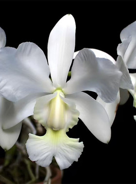 卡特兰原卡白色走路人 C.walkerianavar.alba